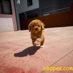 TÜY DÖKMEYEN RED BROWN TOY POODLE 3