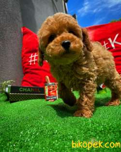 TÜY DÖKMEYEN RED BROWN TOY POODLE 2