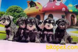 TÜY DÖKMEYEN SCHNAUZER YAVRULARIMIZ 4