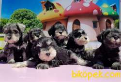TÜY DÖKMEYEN SCHNAUZER YAVRULARIMIZ 5