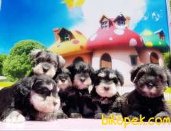TÜY DÖKMEYEN SCHNAUZER YAVRULARIMIZ 2