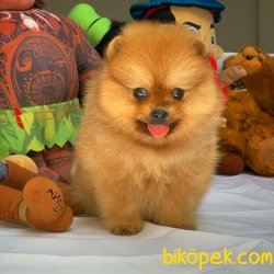 Tüy Dökülmesi Az Olan Pomeranian Yavrularımız 4