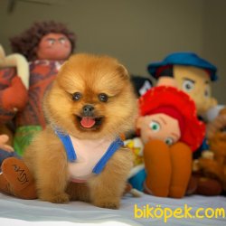 Tüy Dökülmesi Az Olan Pomeranian Yavrularımız 2