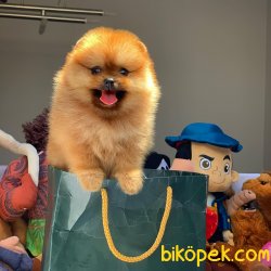 Tüy Dökülmesi Az Olan Pomeranian Yavrularımız 1