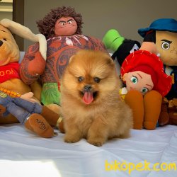 Tüy Dökülmesi Az Olan Pomeranian Yavrularımız 3