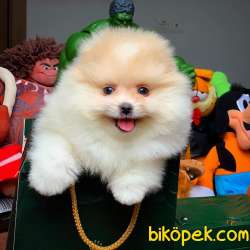 Tüy Dökülmesi Az Olan Pomeranian Yavrularımız 1