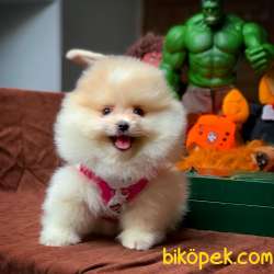 Tüy Dökülmesi Az Olan Pomeranian Yavrularımız 2