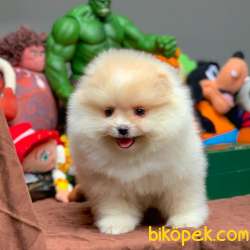 Tüy Dökülmesi Az Olan Pomeranian Yavrularımız 4