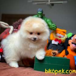 Tüy Dökülmesi Az Olan Pomeranian Yavrularımız 3