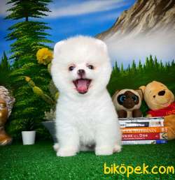 Tüy Dökülmesi Az Olan Pomeranian Yavrularımız 4