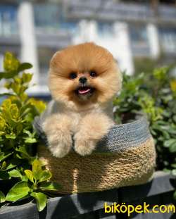 Tüy Dökülmesi Az Olan Pomeranian Yavrularımız 1