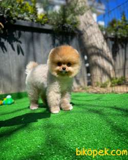 Tüy Dökülmesi Az Olan Pomeranian Yavrularımız 2