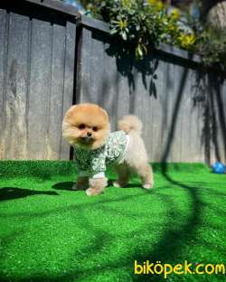 Tüy Dökülmesi Az Olan Pomeranian Yavrularımız 4
