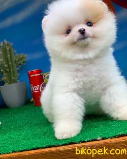 Tüy Dökülmesi Az Olan Pomeranian Yavrularımız 5