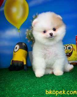 Tüy Dökülmesi Az Olan Pomeranian Yavrularımız 3