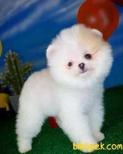 Tüy Dökülmesi Az Olan Pomeranian Yavrularımız 2