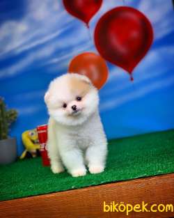 Tüy Dökülmesi Az Olan Pomeranian Yavrularımız 4