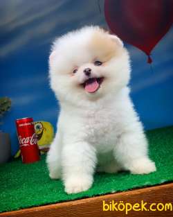 Tüy Dökülmesi Az Olan Pomeranian Yavrularımız 1