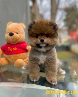 Tüy Dökülmesi Az Olan Pomeranian Yavrularımız 2
