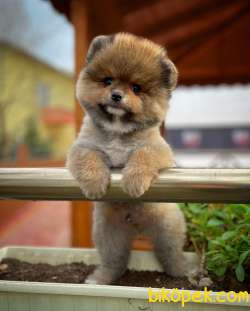 Tüy Dökülmesi Az Olan Pomeranian Yavrularımız 1