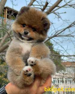 Tüy Dökülmesi Az Olan Pomeranian Yavrularımız 4