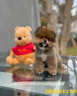 Tüy Dökülmesi Az Olan Pomeranian Yavrularımız 3