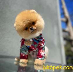Tüy Dökülmesi Az Olan Pomeranian Yavrularımız 1