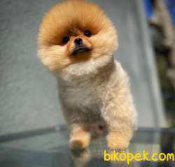 Tüy Dökülmesi Az Olan Pomeranian Yavrularımız 3