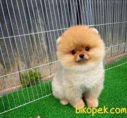 Tüy Dökülmesi Az Olan Pomeranian Yavrularımız 2