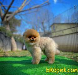 Tüy Dökülmesi Az Olan Pomeranian Yavrularımız 5