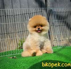 Tüy Dökülmesi Az Olan Pomeranian Yavrularımız 4