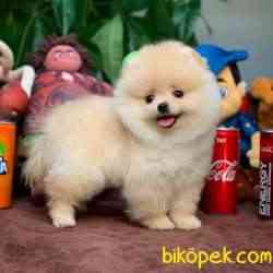 Tüy Dökülmesi Az Olan Pomeranian Yavrularımız 4