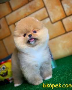 Tüy Dökülmesi Az Olan Pomeranian Yavrularımız 2