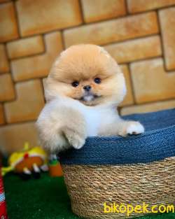 Tüy Dökülmesi Az Olan Pomeranian Yavrularımız 4
