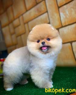 Tüy Dökülmesi Az Olan Pomeranian Yavrularımız 1