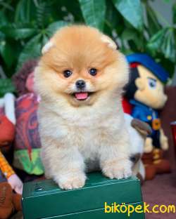 Tüy Dökülmesi Az Olan Pomeranian Yavrularımız 3