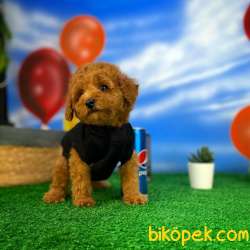 Tüy Dökülmesi Az Olan Toy Poodle  Yavrularımız 2