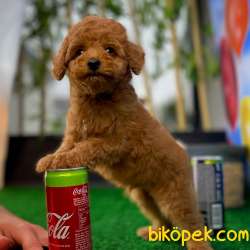 Tüy Dökülmesi Az Olan Toy Poodle  Yavrularımız 1