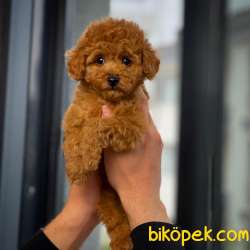 Tüy Dökülmesi Az Olan Toy Poodle  Yavrularımız 3