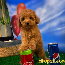 Tüy Dökülmesi Az Olan Toy Poodle  Yavrularımız 4