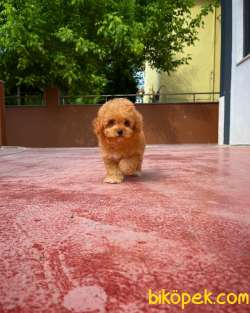 Tüy Dökülmesi  Olmayan Toy Poodle Yavrularımız 4