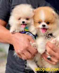 Tüy Yumağı Ayıcık Pomeranian Bebekler 1
