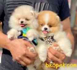 Tüy Yumağı Ayıcık Pomeranian Bebekler 3