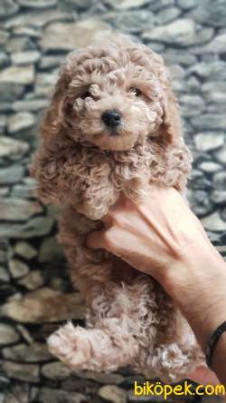 Tüy Yumağı Redbrown & Red & Lightred & Apricot Toy Poodle 4