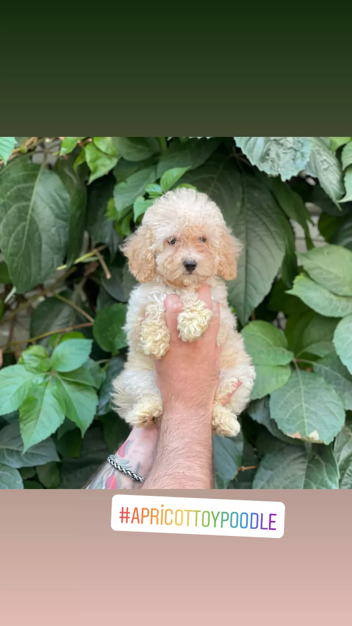 Tüy Yumağı Redbrown & Red & Lightred & Apricot Toy Poodle 2