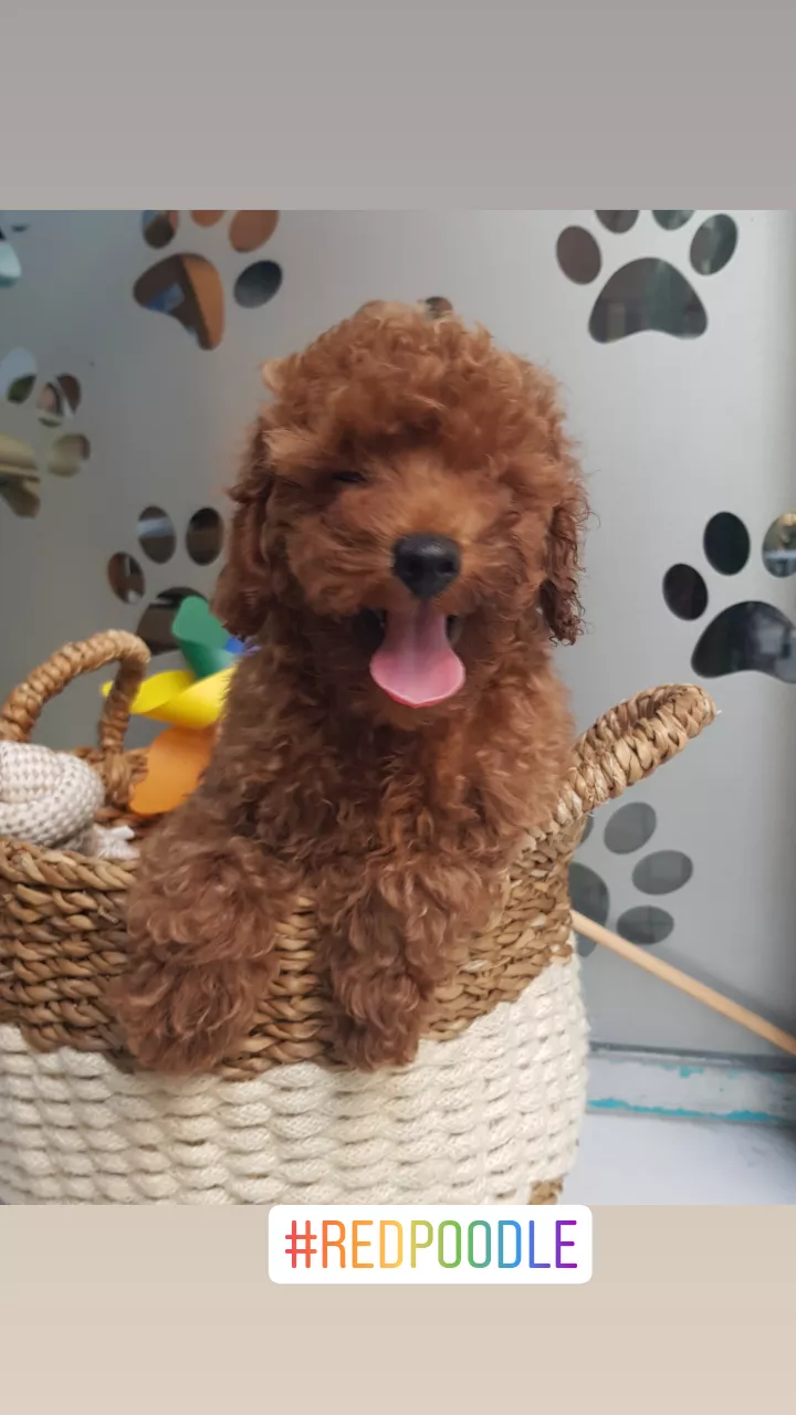 Tüy Yumağı Redbrown & Red & Lightred & Apricot Toy Poodle 1