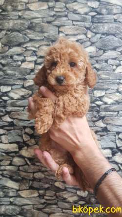 Tüy Yumağı Redbrown & Red & Lightred & Apricot Toy Poodle 3