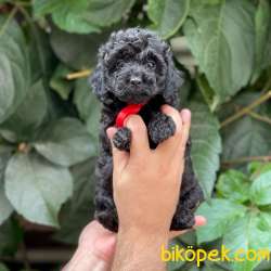 Tüy Yumağı Sevimli Black Toy Poodle 2