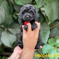 Tüy Yumağı Sevimli Black Toy Poodle 1