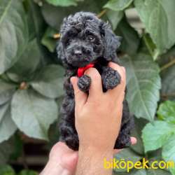 Tüy Yumağı Sevimli Black Toy Poodle 3
